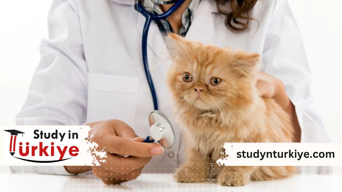 تكلفة دراسة الطب البيطري في تركيا